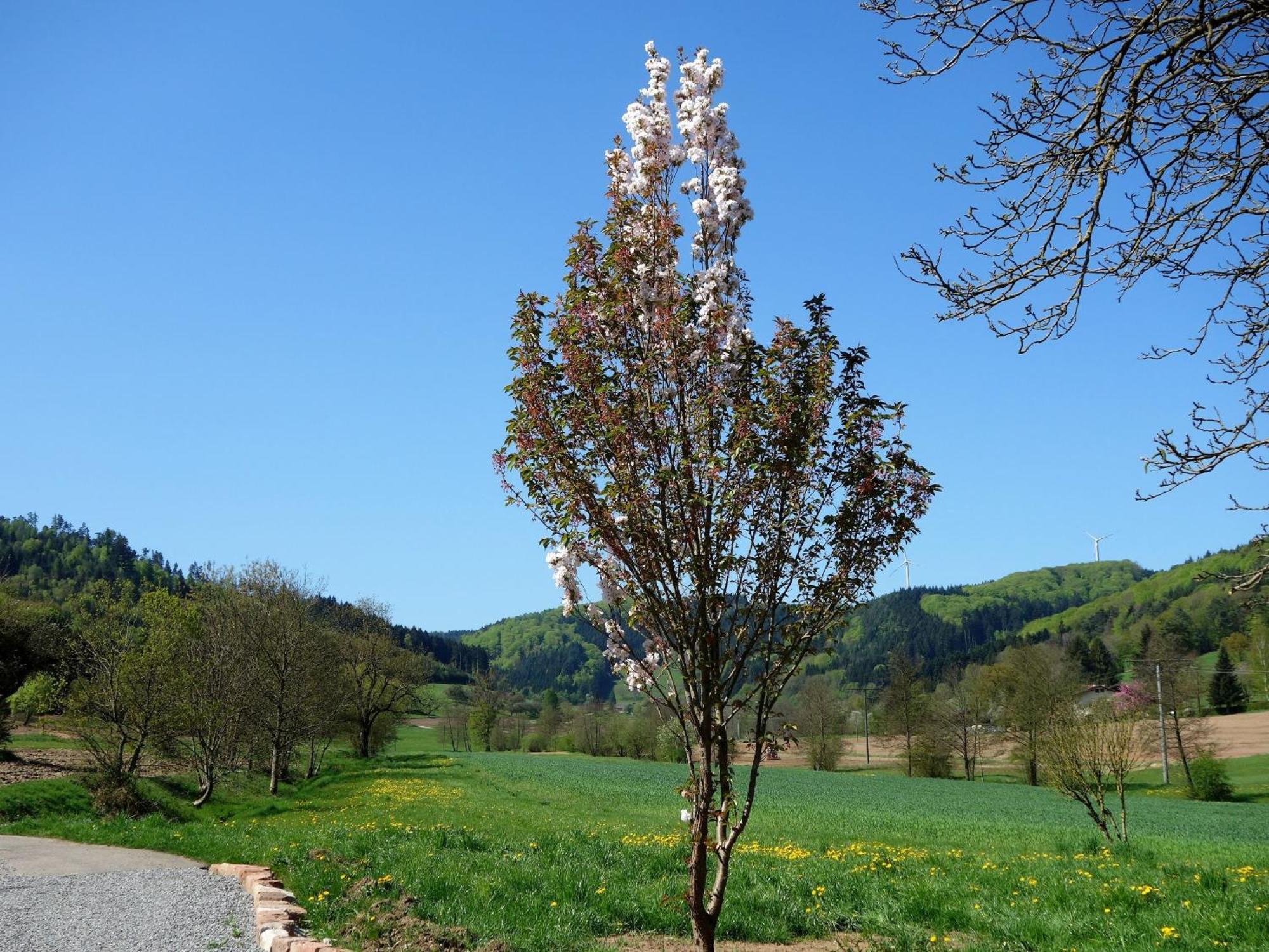 Ferienwohnungen Braun Seelbach  Luaran gambar