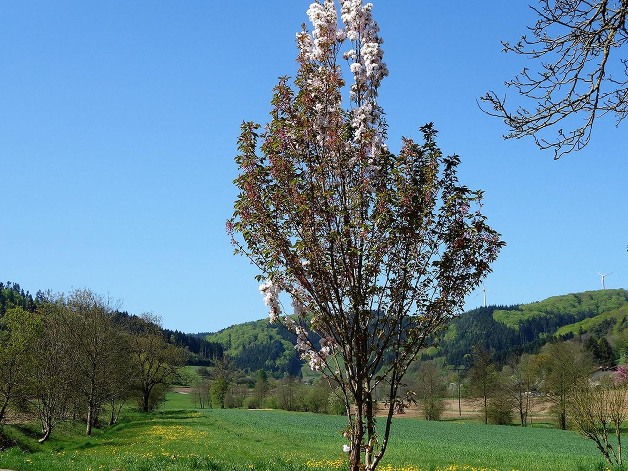 Ferienwohnungen Braun Seelbach  Luaran gambar